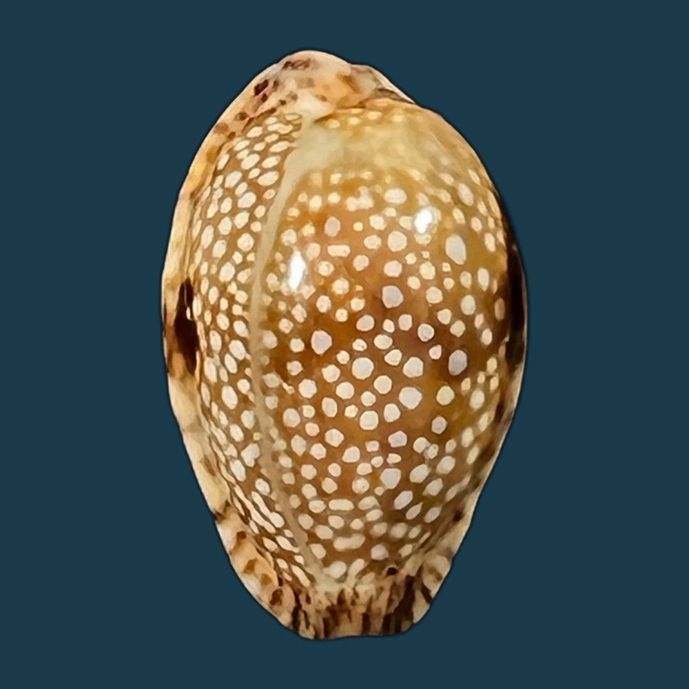 naria-nebrites-melvill-1888-18-9mm-copia