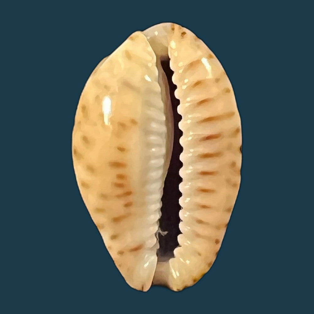 naria-nebrites-melvill-1888-18-9mm-copia