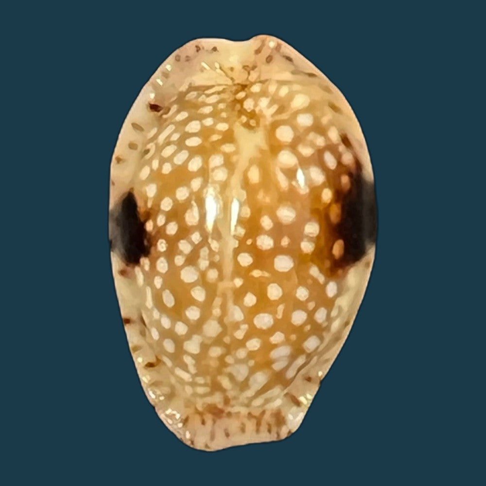naria-nebrites-melvill-1888-22-2mm-copia