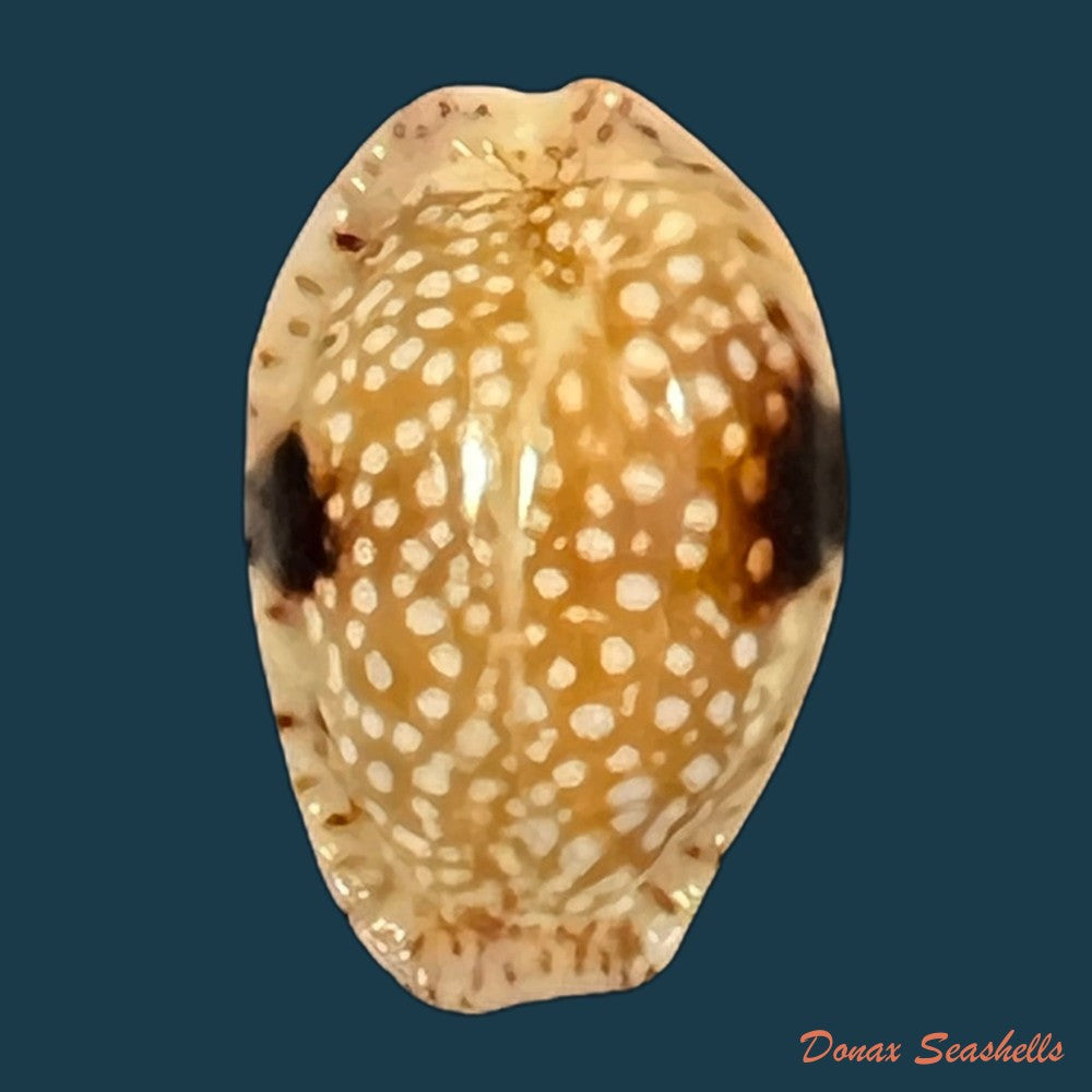 naria-nebrites-melvill-1888-22-2mm-copia