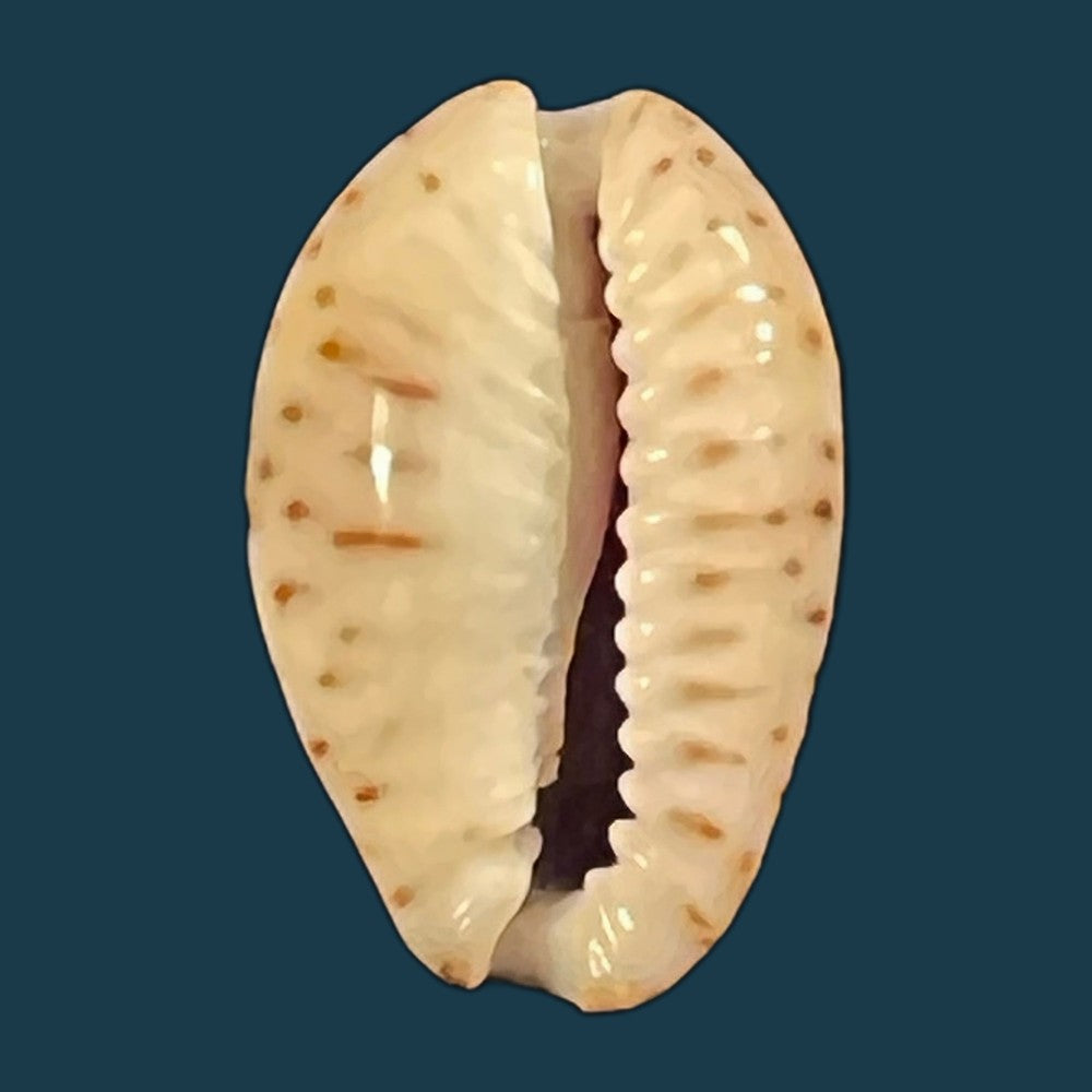 naria-nebrites-melvill-1888-22-2mm-copia