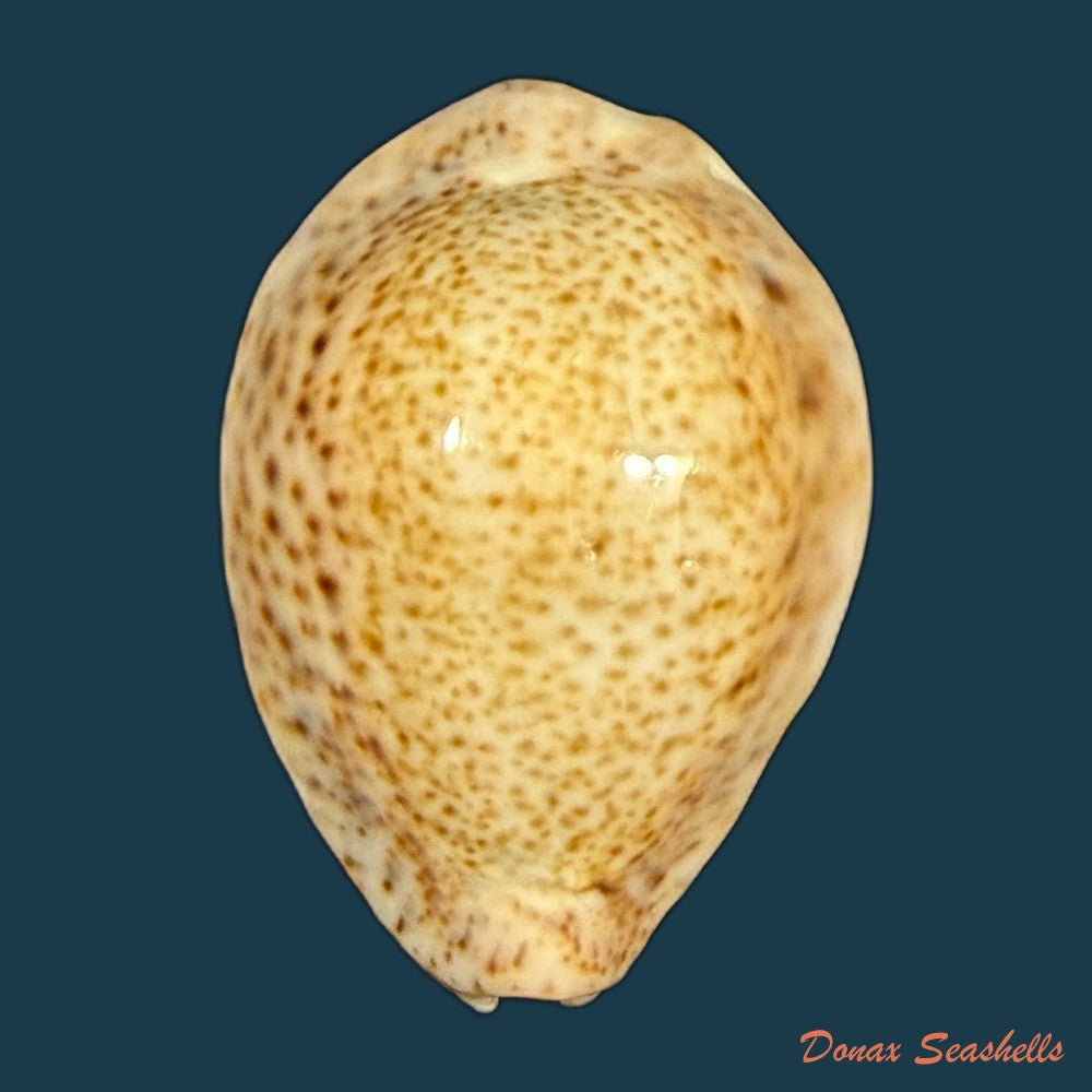 naria-turdus-lamarck-1810-44-2mm-copia