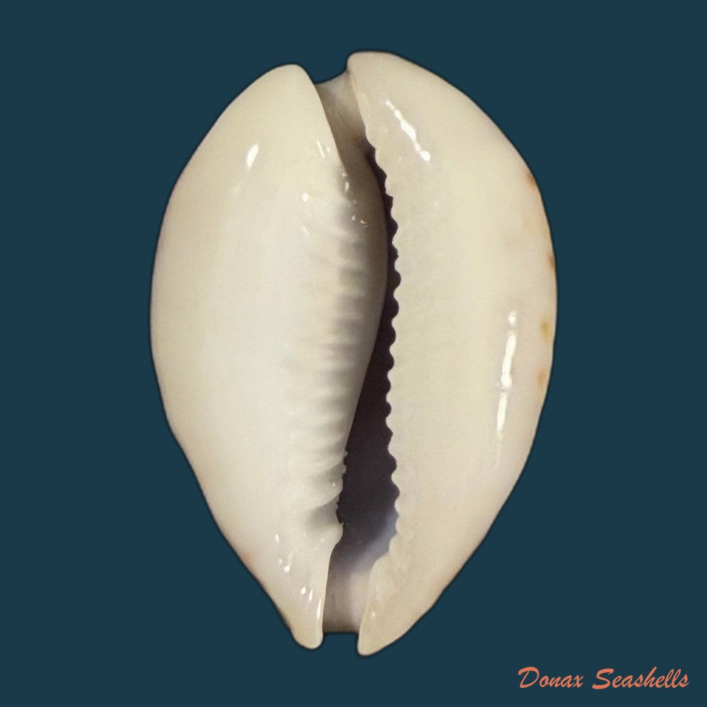 naria-turdus-lamarck-1810-44-2mm-copia