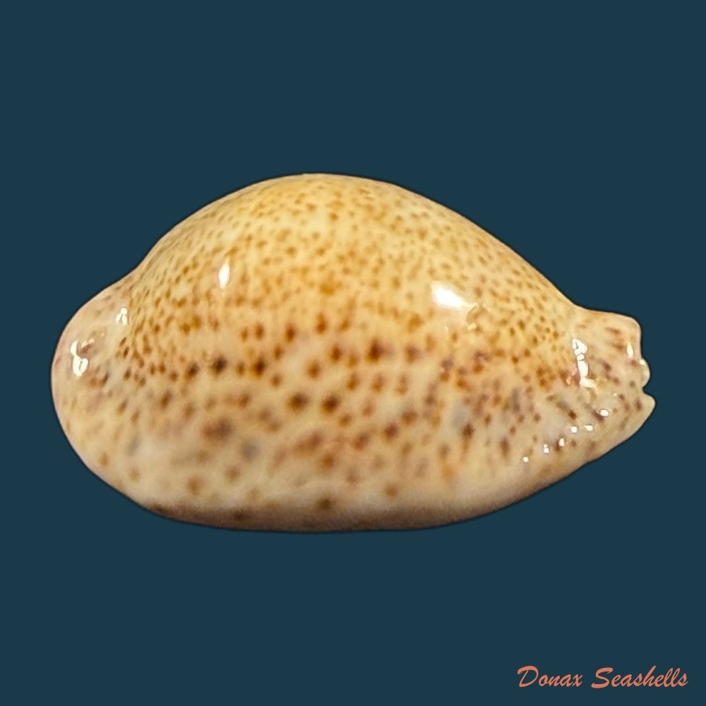 naria-turdus-lamarck-1810-44-2mm-copia