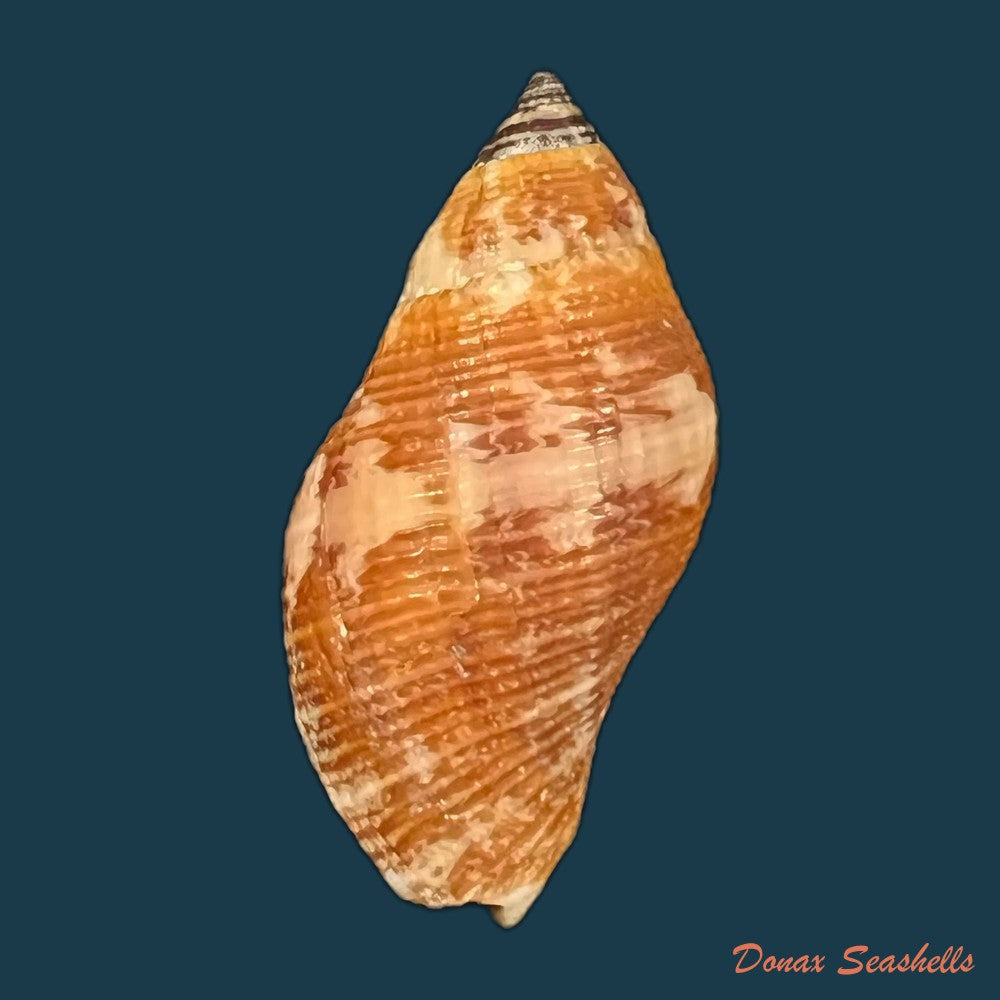 nassa-serta-bruguiere-1789-37-6mm-copia