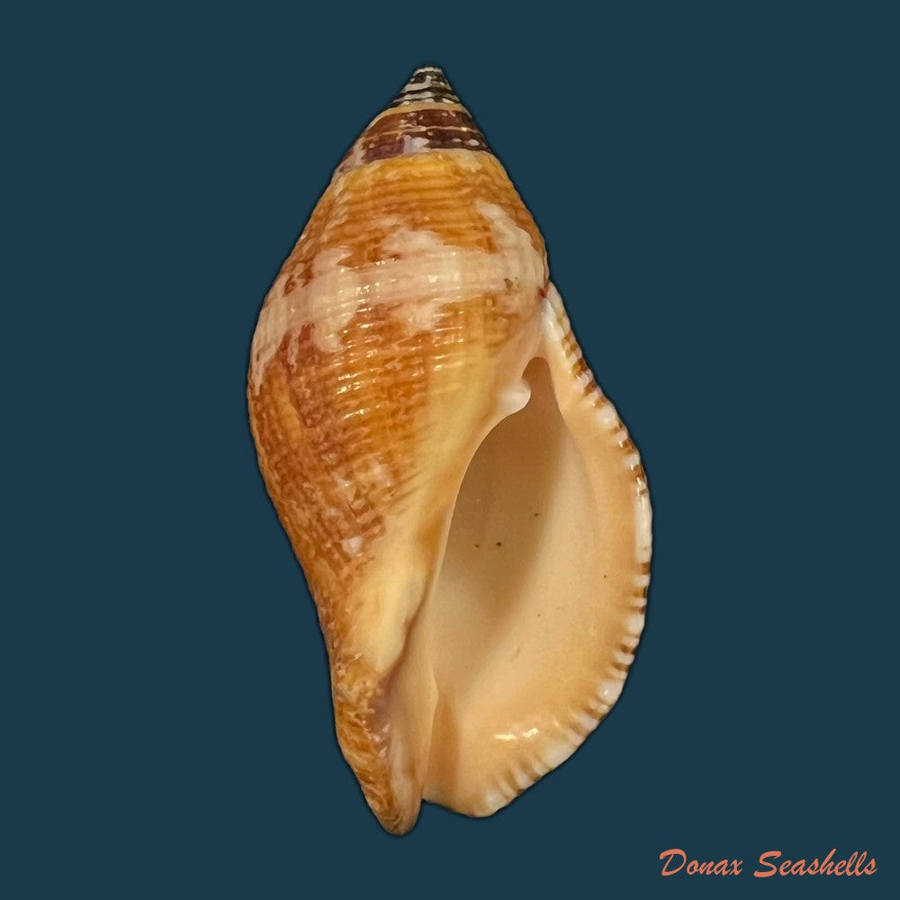 nassa-serta-bruguiere-1789-37-6mm-copia