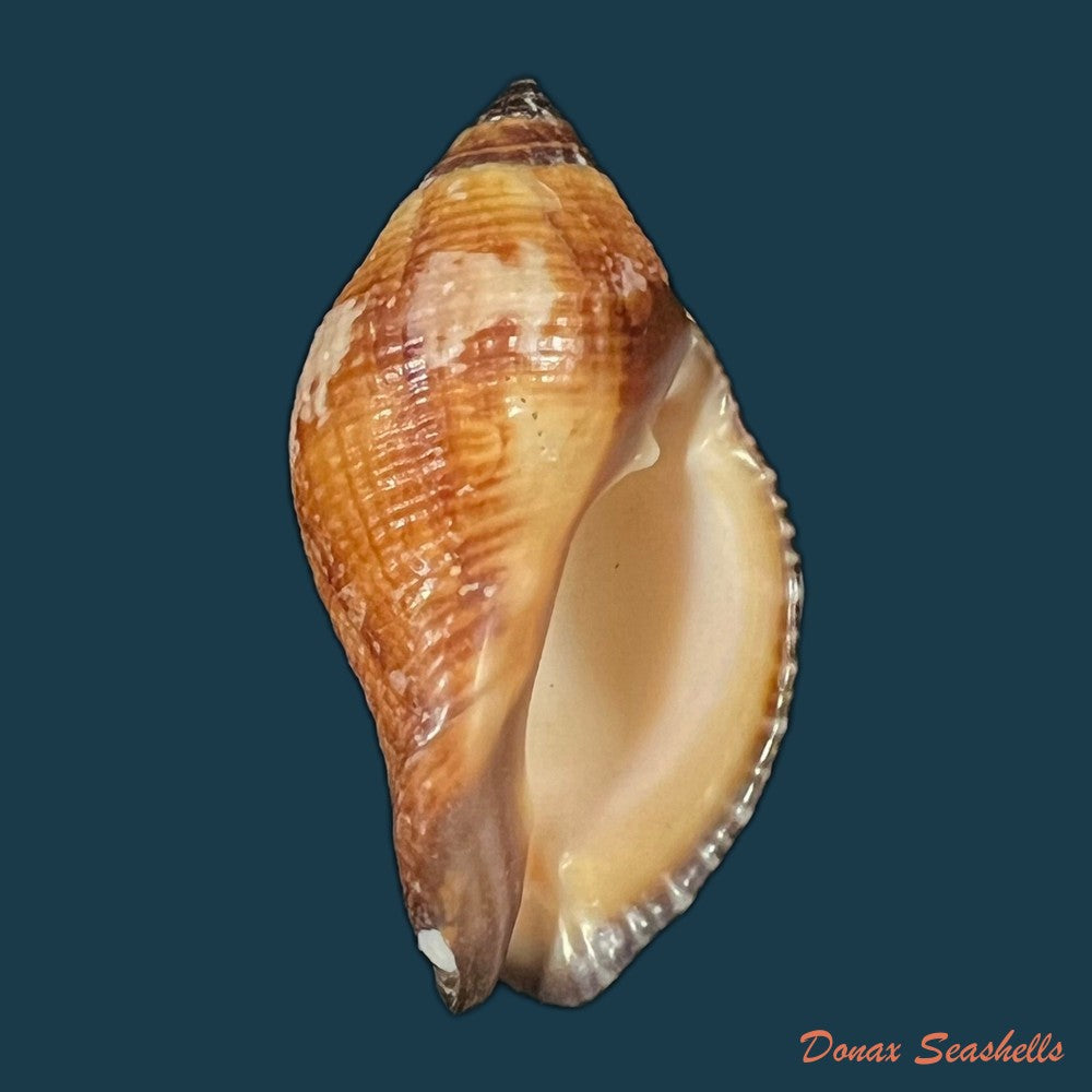 nassa-serta-bruguiere-1789-38mm-copia