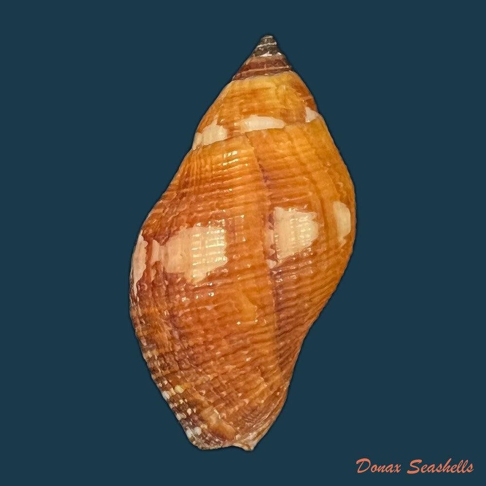 nassa-serta-bruguiere-1789-39-2mm-copia