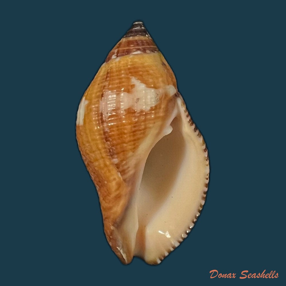 nassa-serta-bruguiere-1789-39-2mm-copia