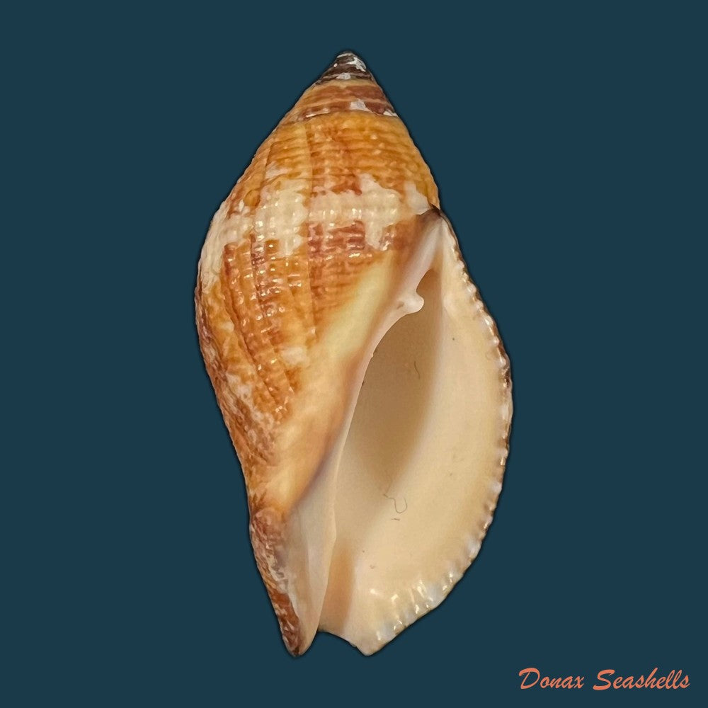 nassa-serta-bruguiere-1789-40-5mm-copia