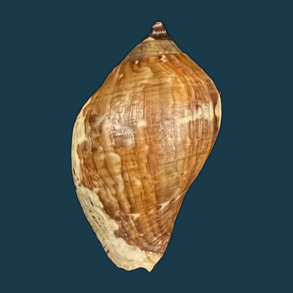 nassa-situla-reeve-1846-38-1mm-copia