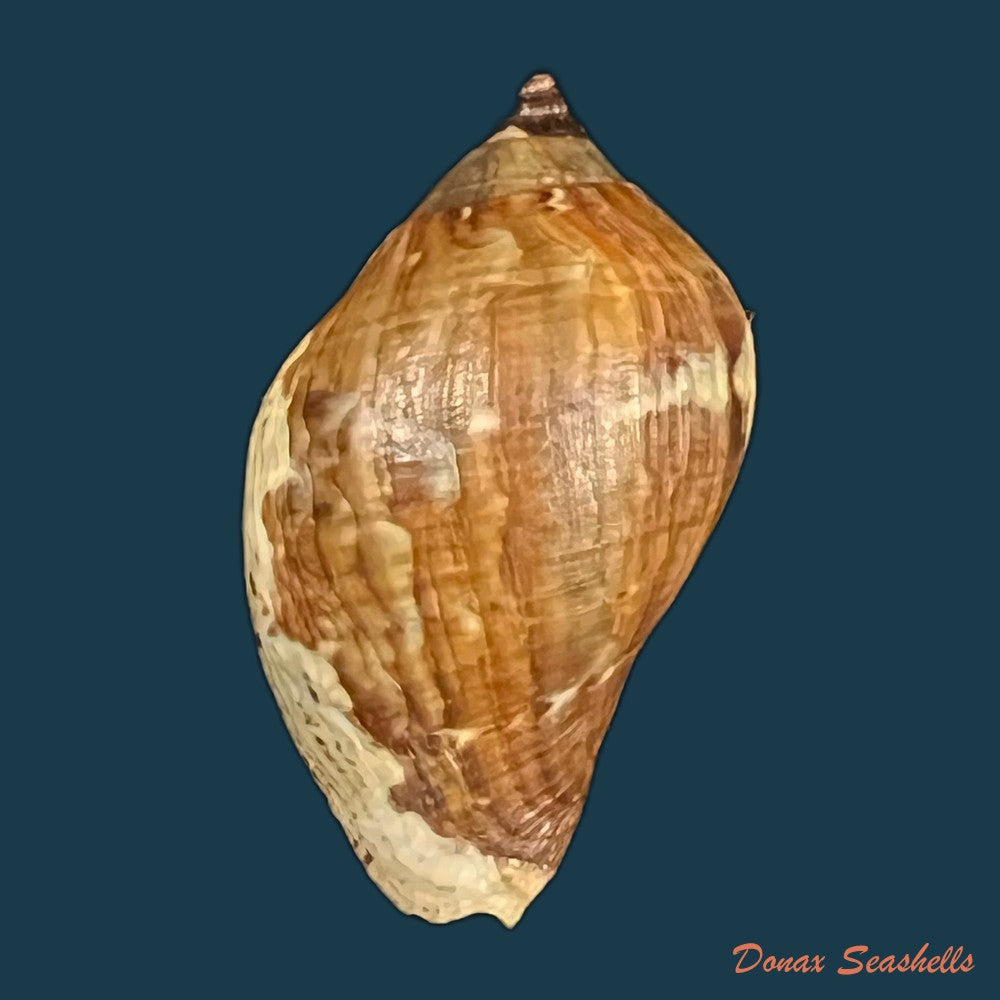 nassa-situla-reeve-1846-38-1mm-copia