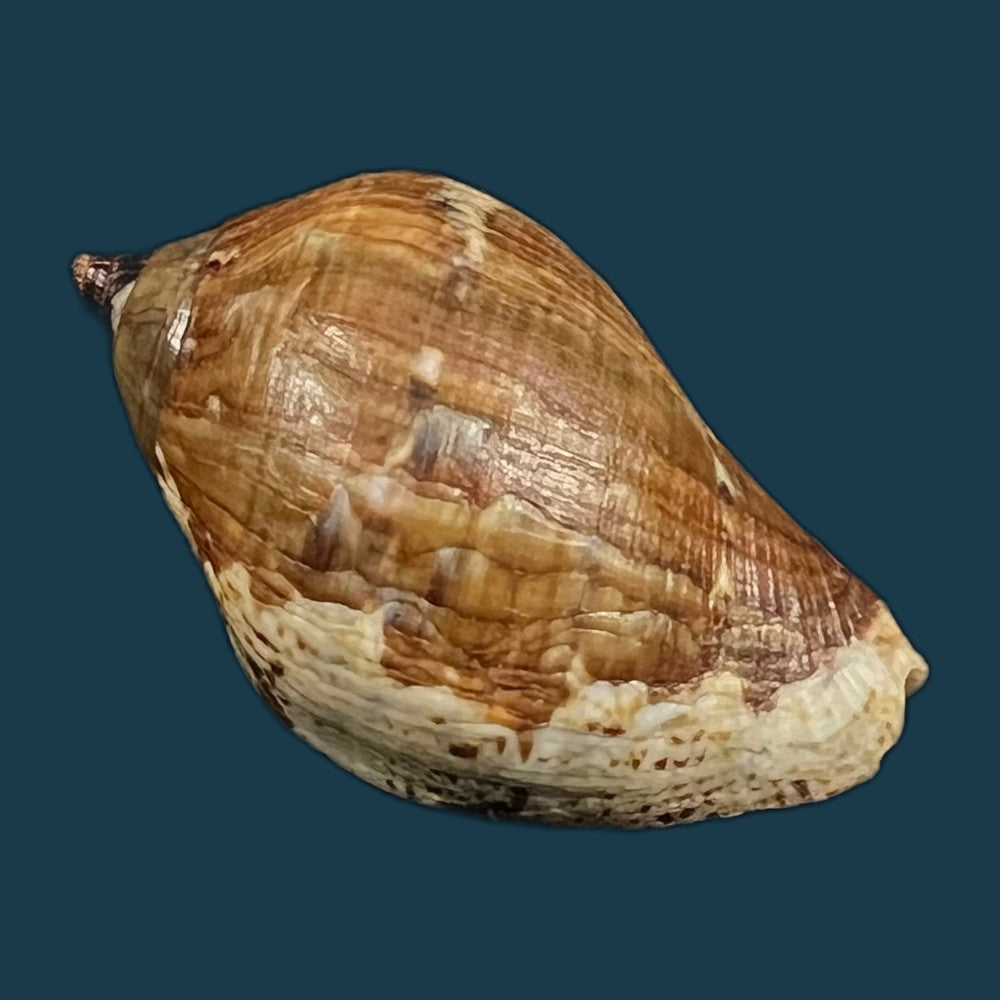 nassa-situla-reeve-1846-38-1mm-copia