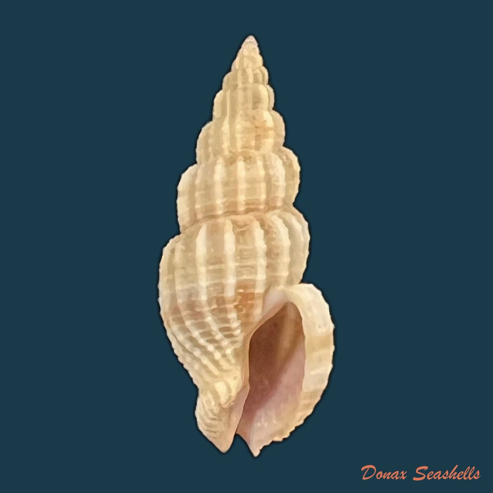 nassaria-acuminata-reeve-1844-25-4mm-copia