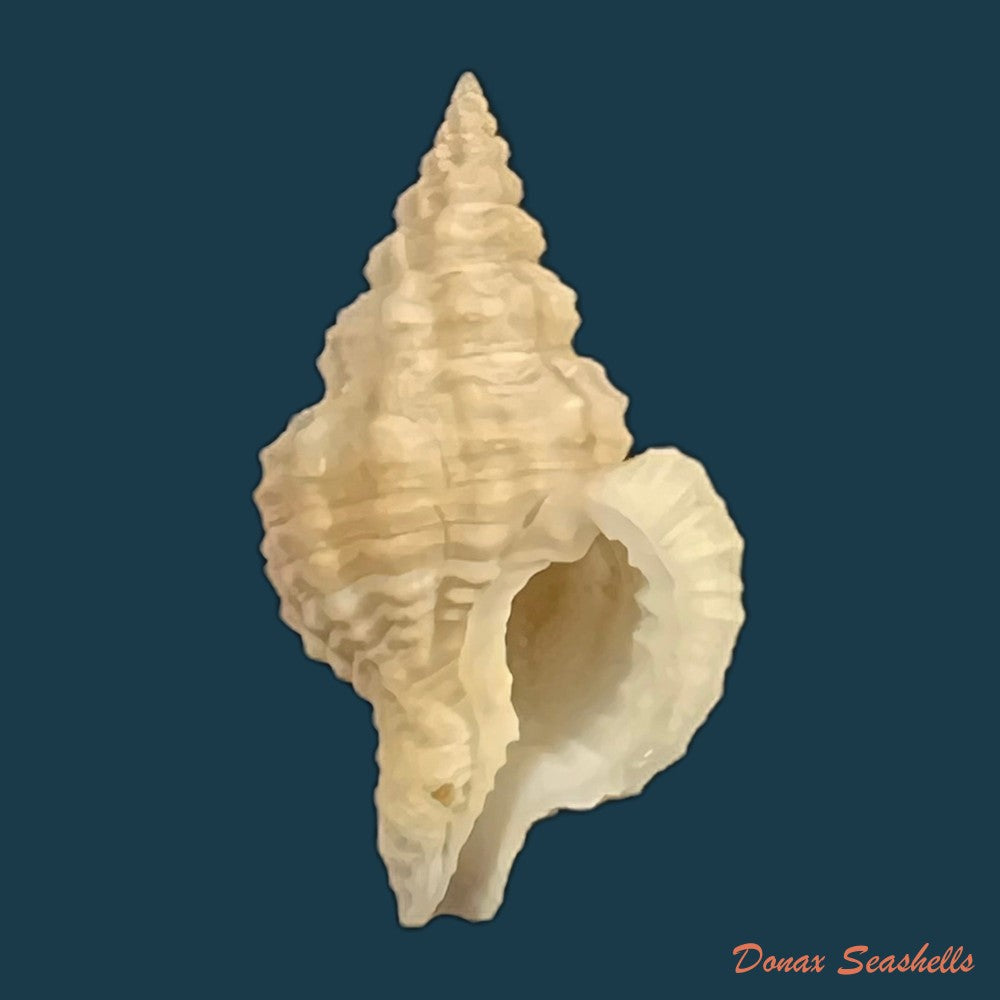 nassaria-acuminata-reeve-1844-25-5mm-copia