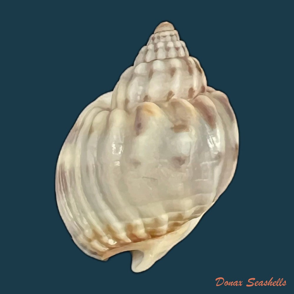 nassarius-acuticostus-montrouzier-1864-18-4mm-copia