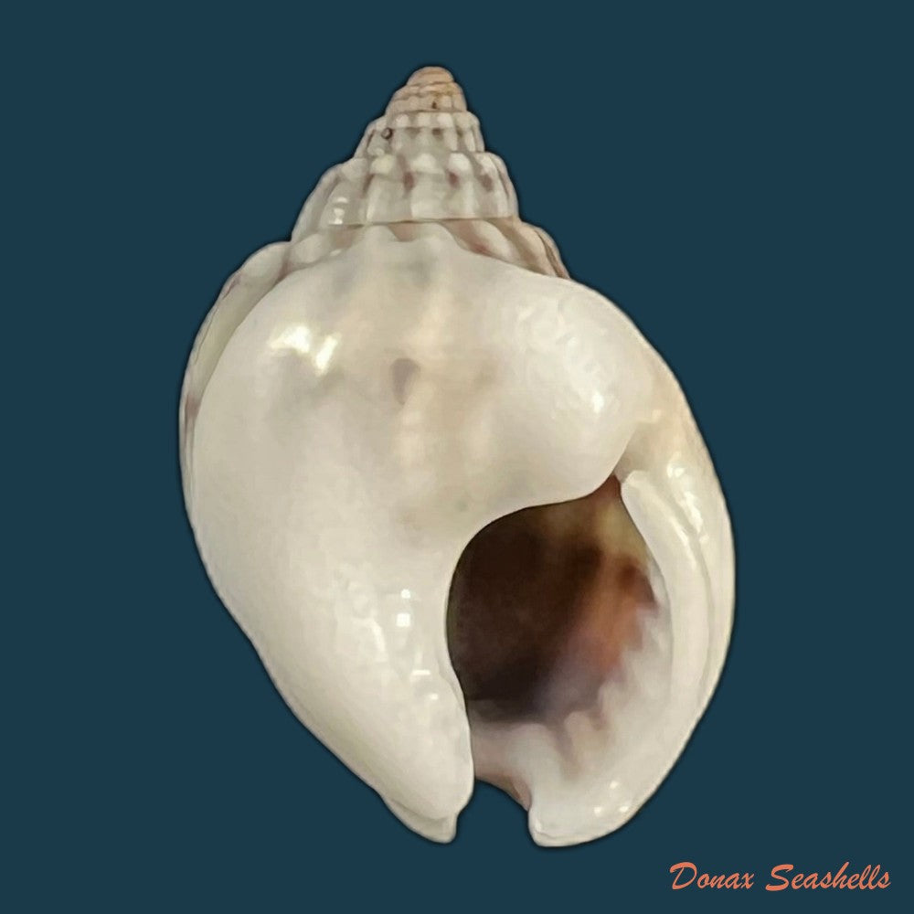 nassarius-acuticostus-montrouzier-1864-18-4mm-copia