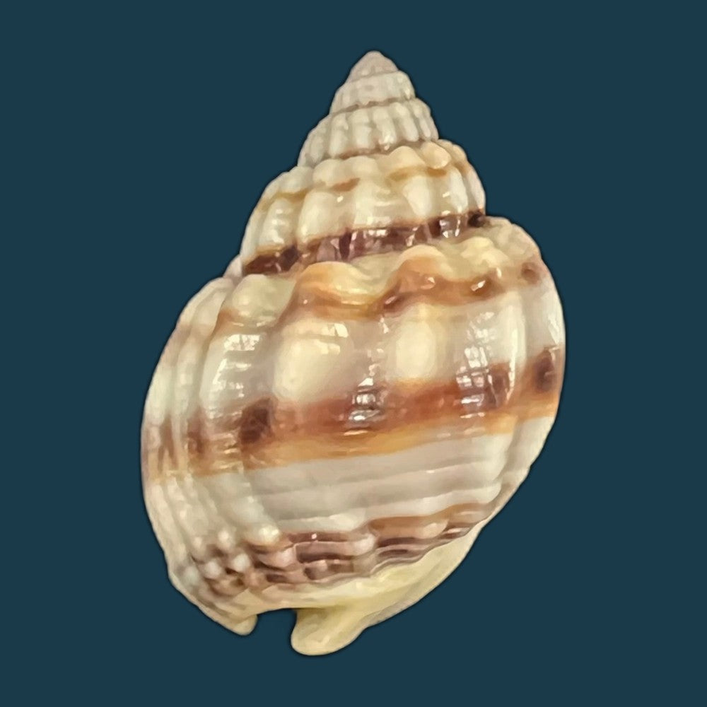 nassarius-acuticostus-montrouzier-1864-18-7mm-copia