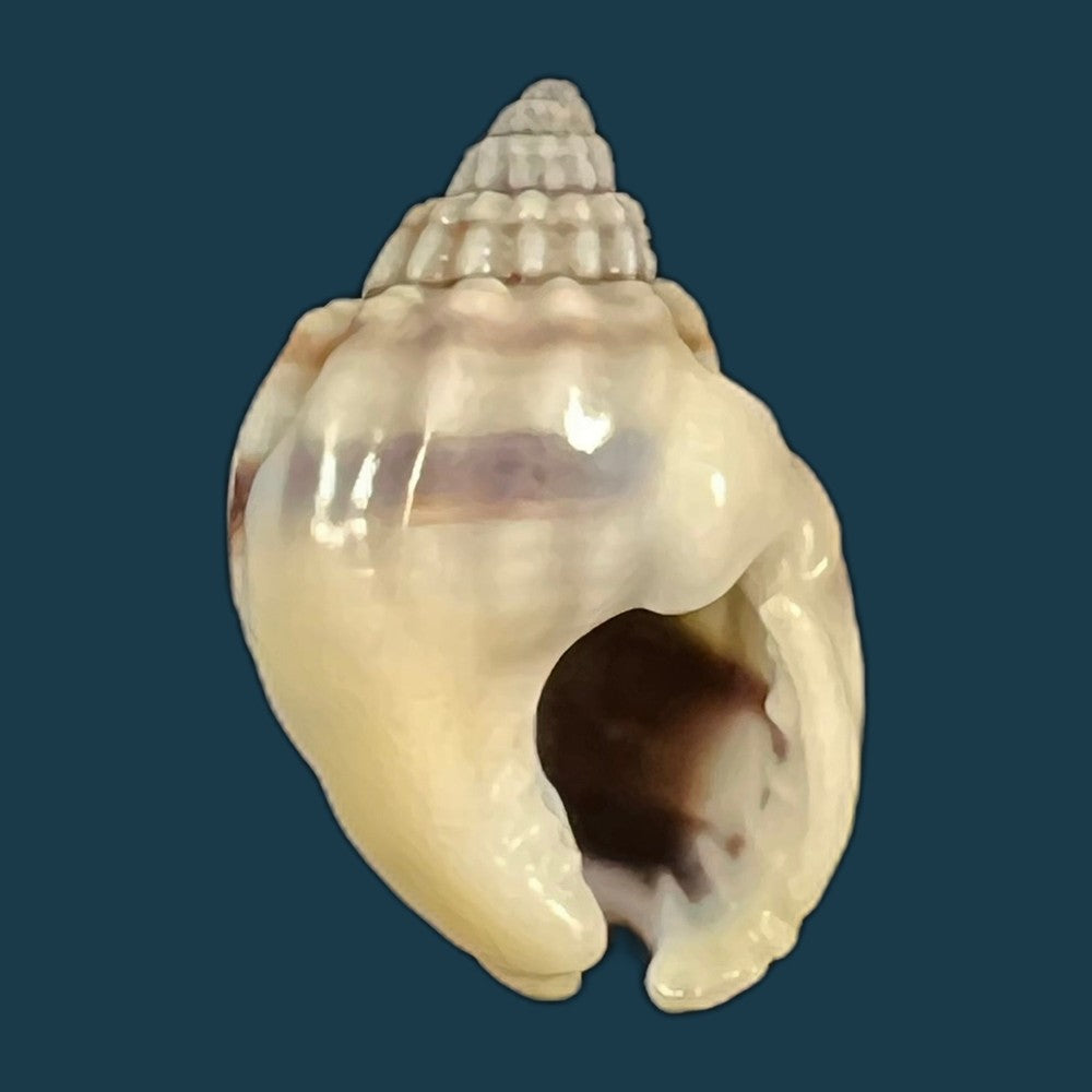nassarius-acuticostus-montrouzier-1864-18-7mm-copia