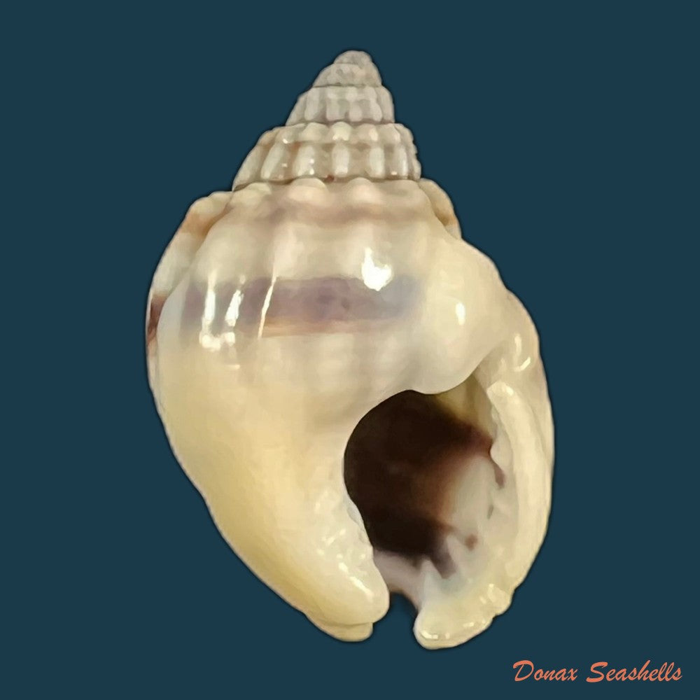 nassarius-acuticostus-montrouzier-1864-18-7mm-copia