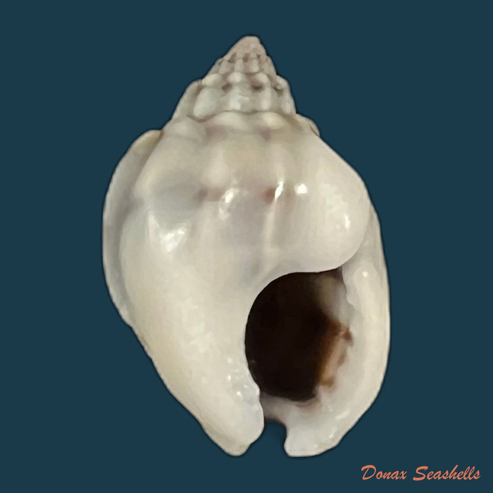 nassarius-albescens-dunker-1846-14-7mm-copia