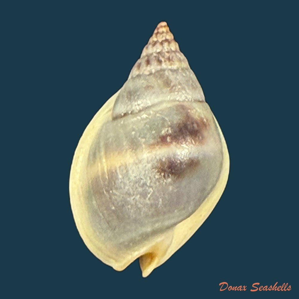 nassarius-polygonatus-lamarck-1822-16-5mm-copia