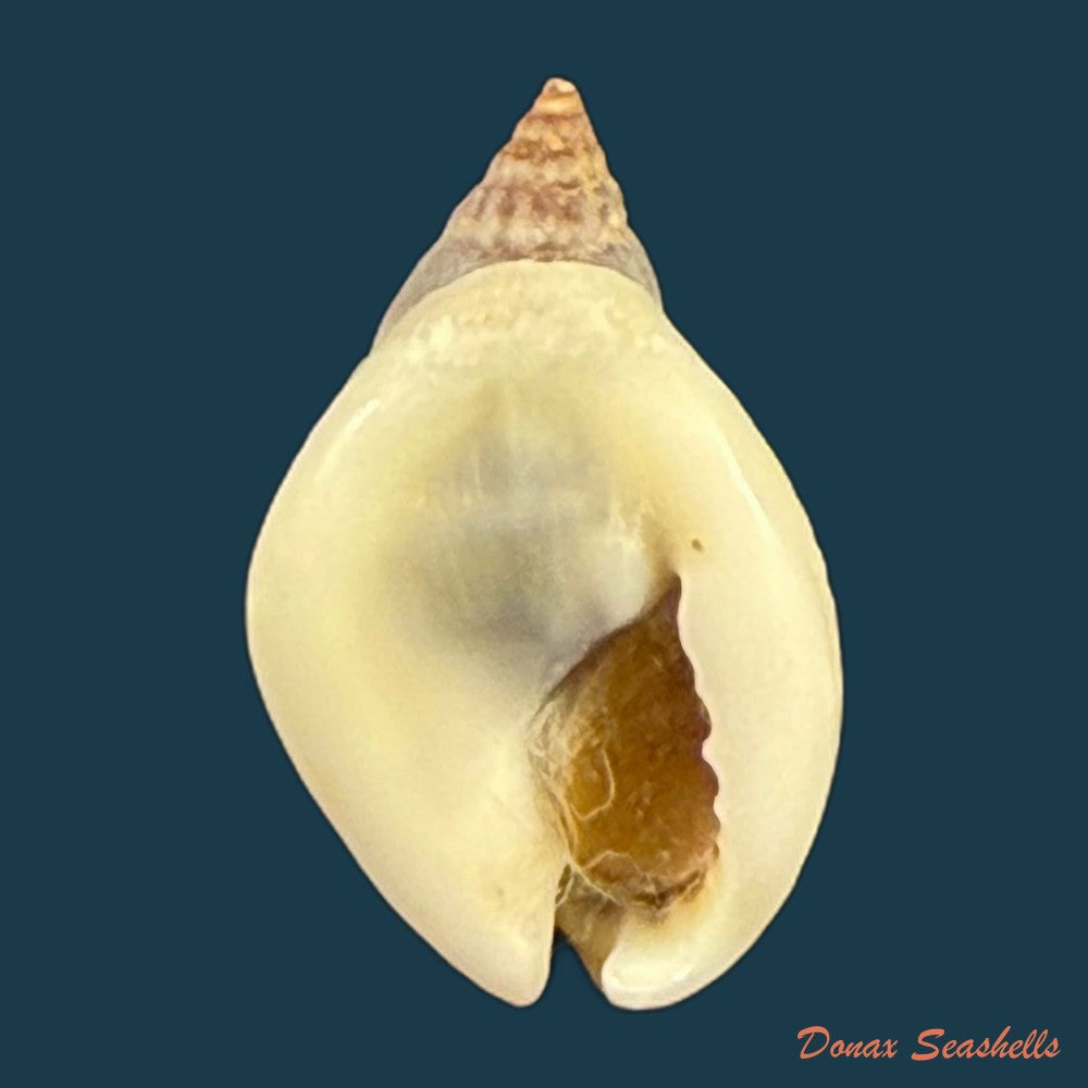 nassarius-polygonatus-lamarck-1822-16-5mm-copia