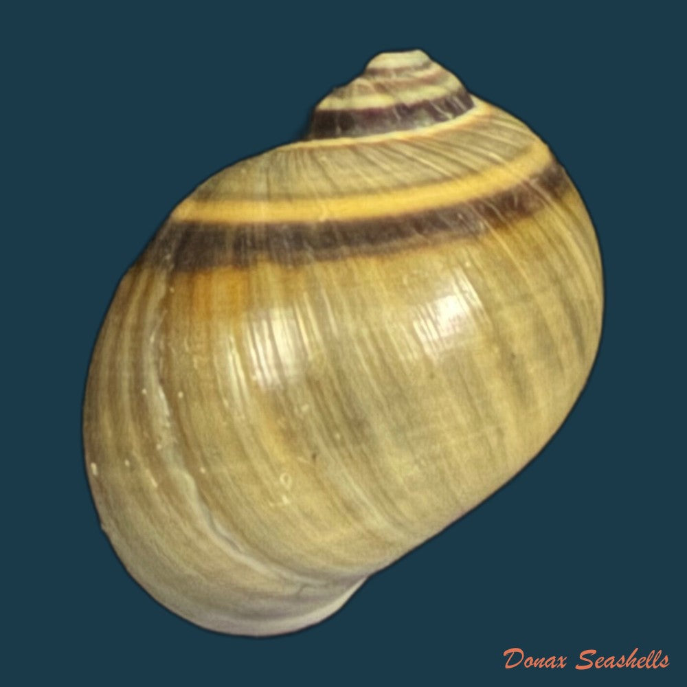 natica-unifasciata-lamarck-1822-16-1mm-copia