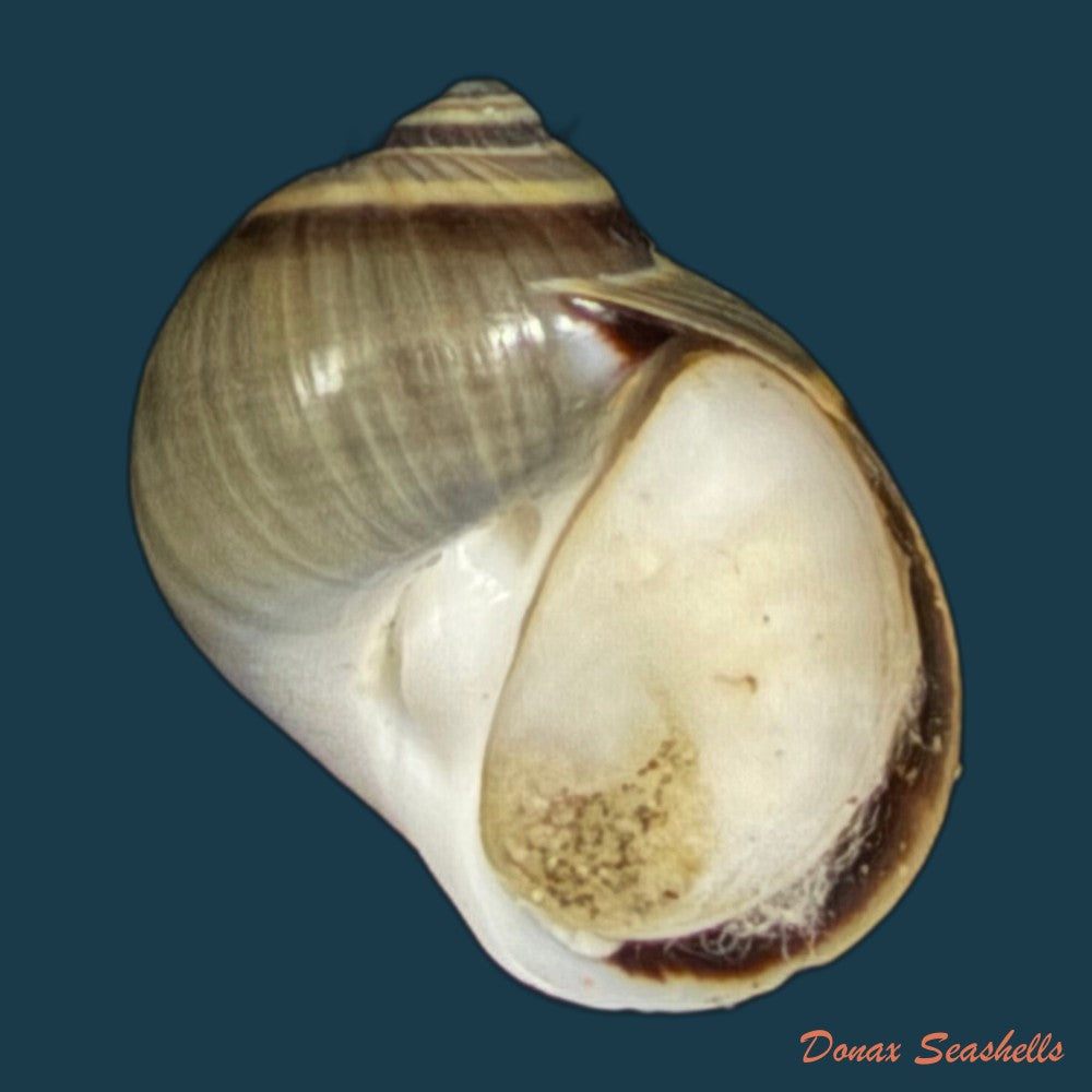 natica-unifasciata-lamarck-1822-16-1mm-copia