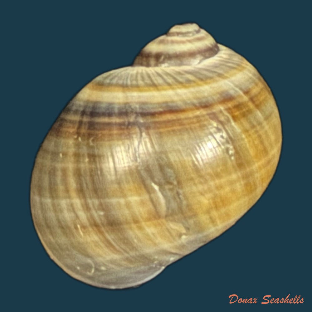 natica-unifasciata-lamarck-1822-17-2mm-copia
