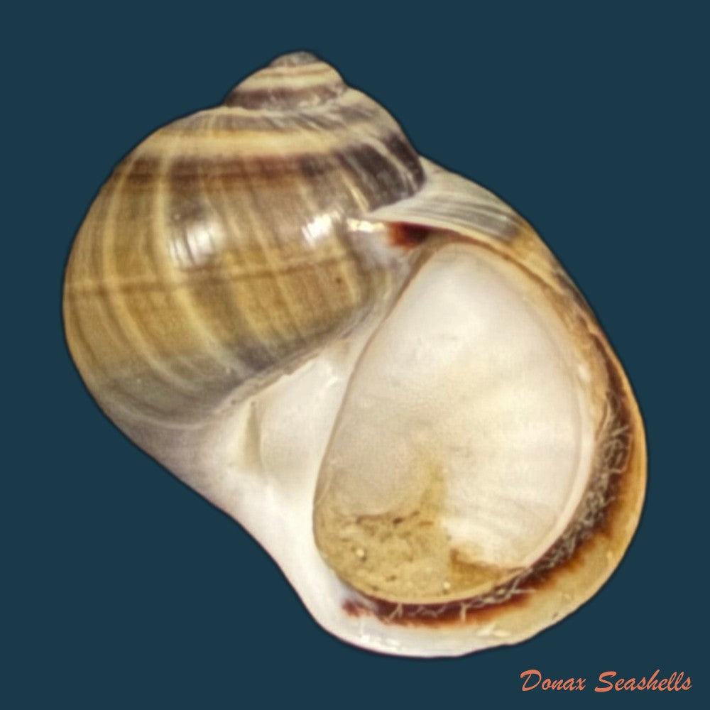 natica-unifasciata-lamarck-1822-17-2mm-copia