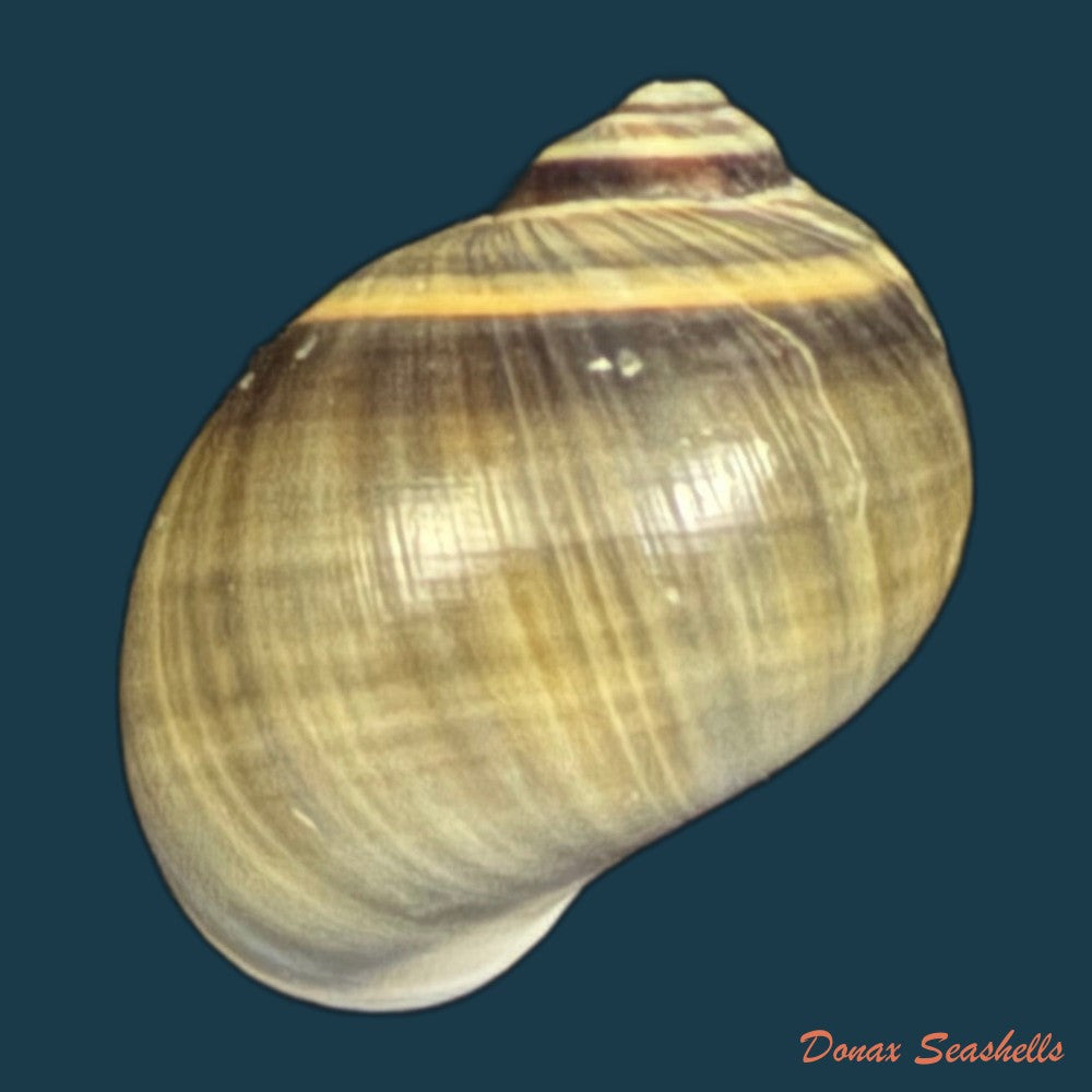 natica-unifasciata-lamarck-1822-21-9mm-copia