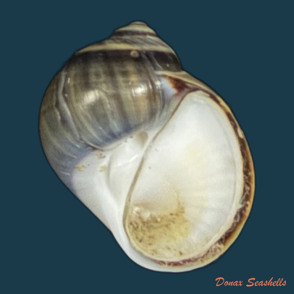 natica-unifasciata-lamarck-1822-21-9mm-copia