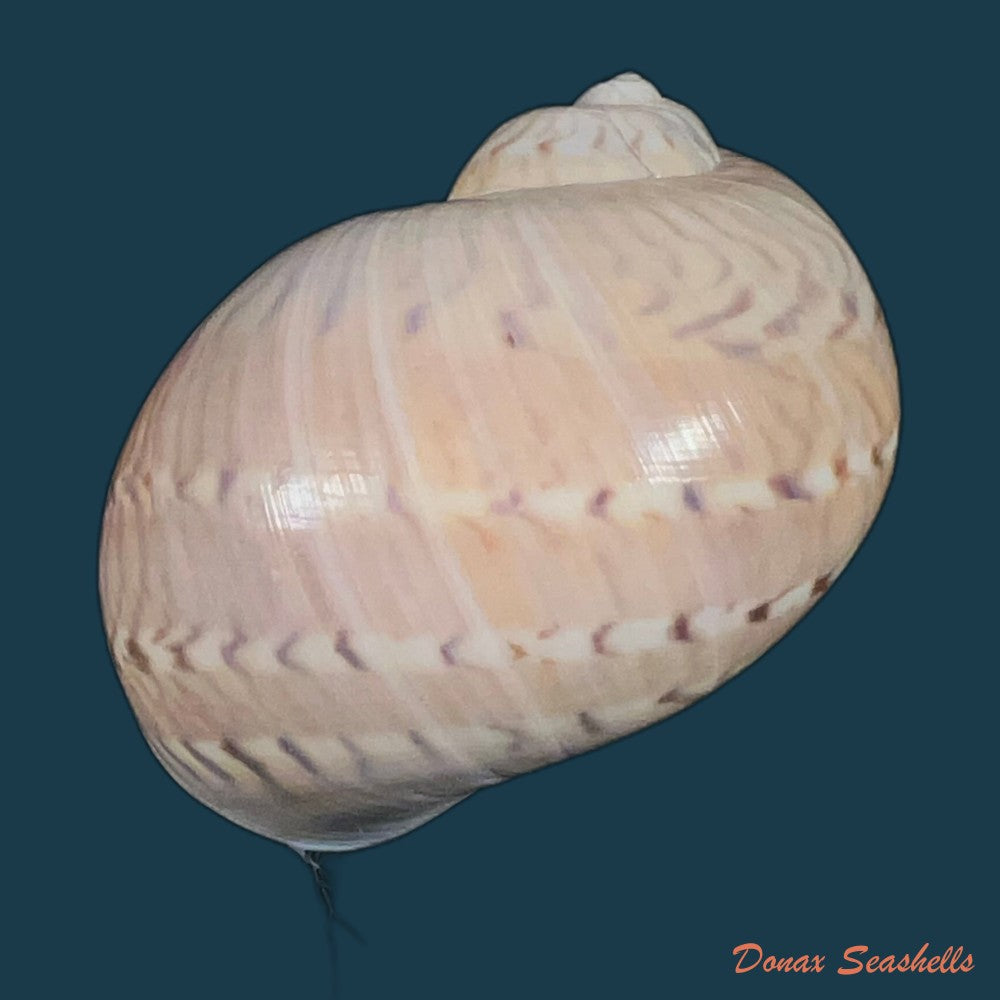 naticarius-canrena-linnaeus-1758-39mm-copia