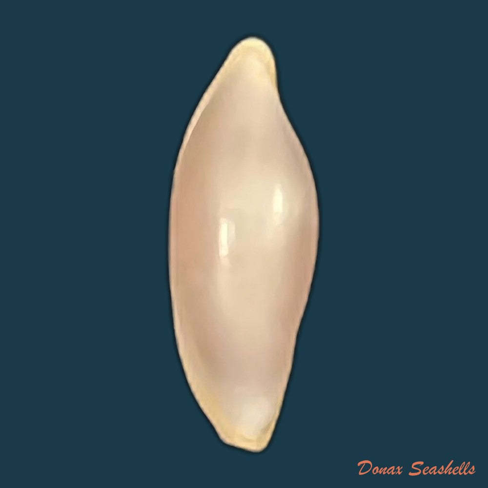 naviculavolva-massierorum-fehse-1999-14-1mm-copia