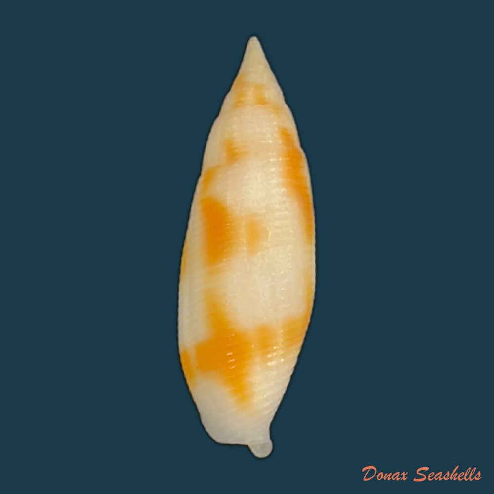 nebularia-ferruginea-lamarck-1811-27-8mm-copia