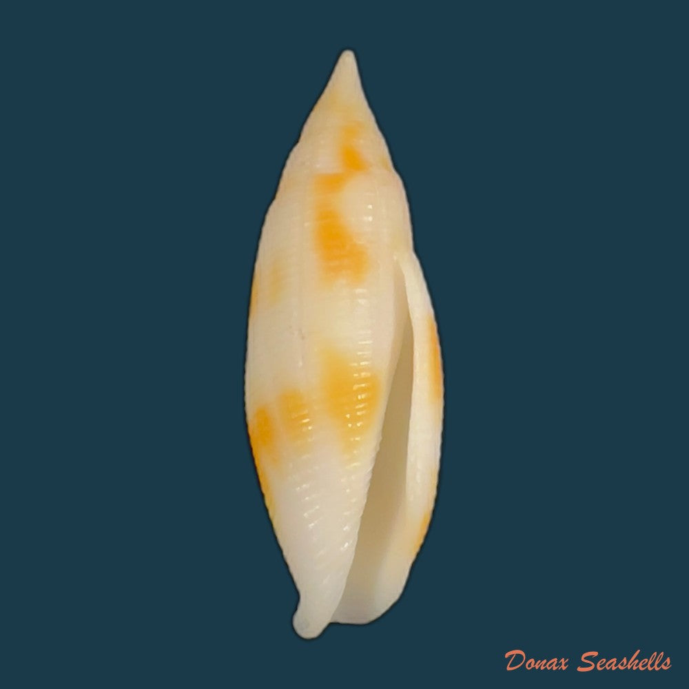 nebularia-ferruginea-lamarck-1811-27-8mm-copia