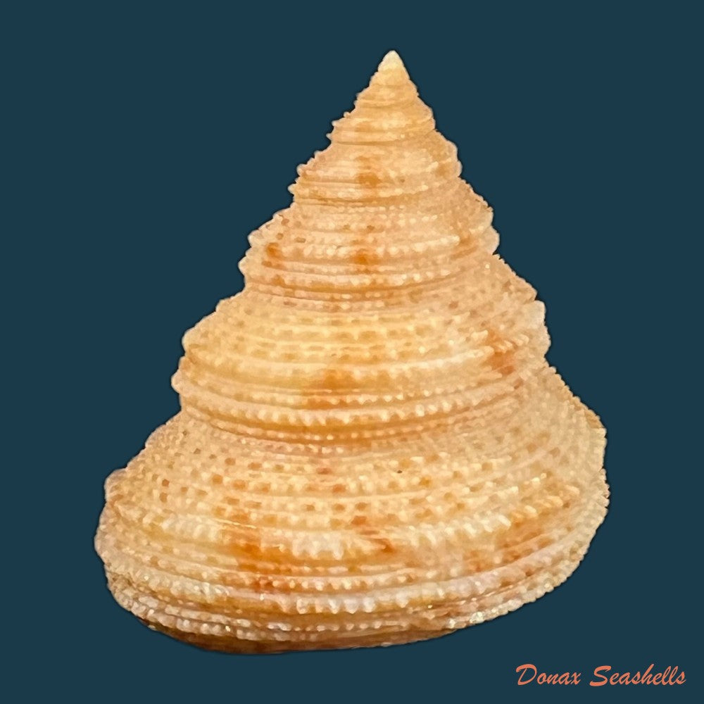 neocalliostoma-militare-ihering-1907-24mm-copia-1