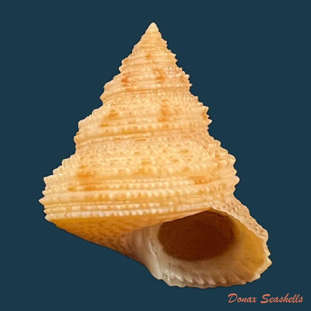 neocalliostoma-militare-ihering-1907-24mm-copia-1