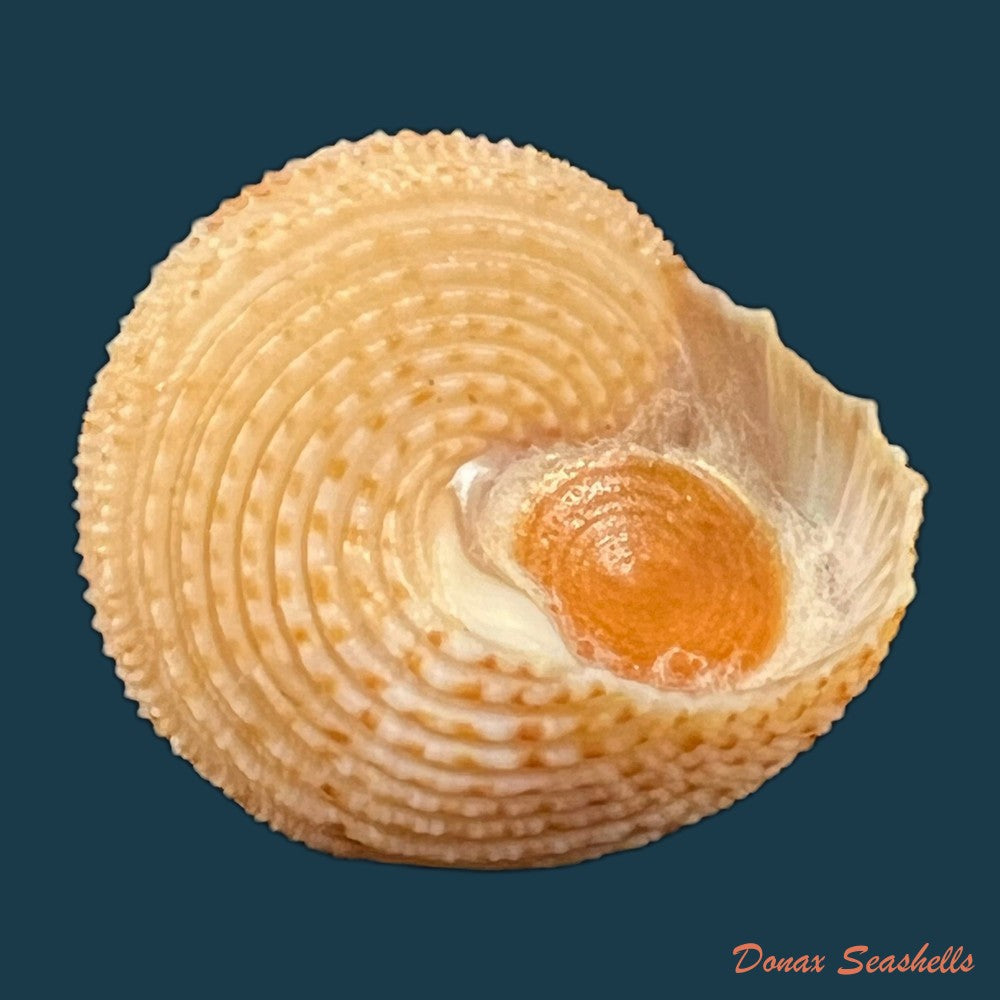 neocalliostoma-militare-ihering-1907-24mm-copia-1