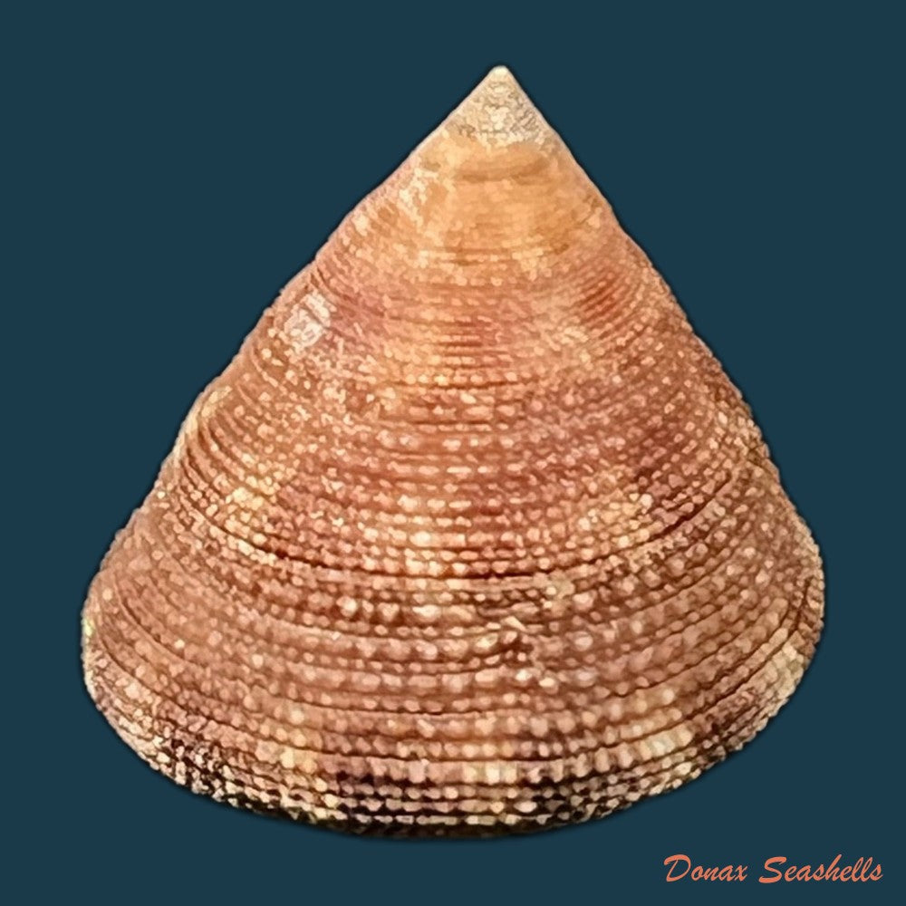 neocalliostoma-militare-ihering-1907-24mm-copia