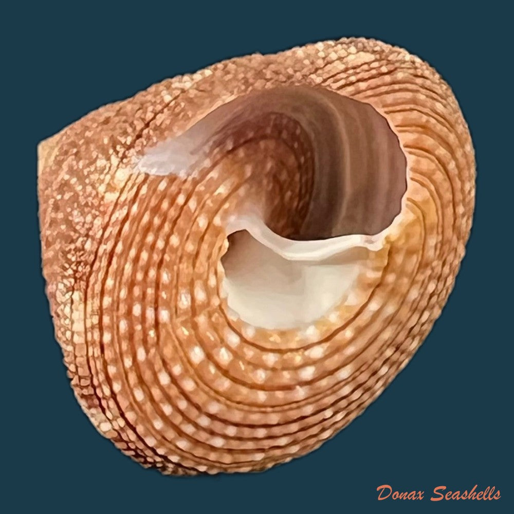 neocalliostoma-militare-ihering-1907-24mm-copia
