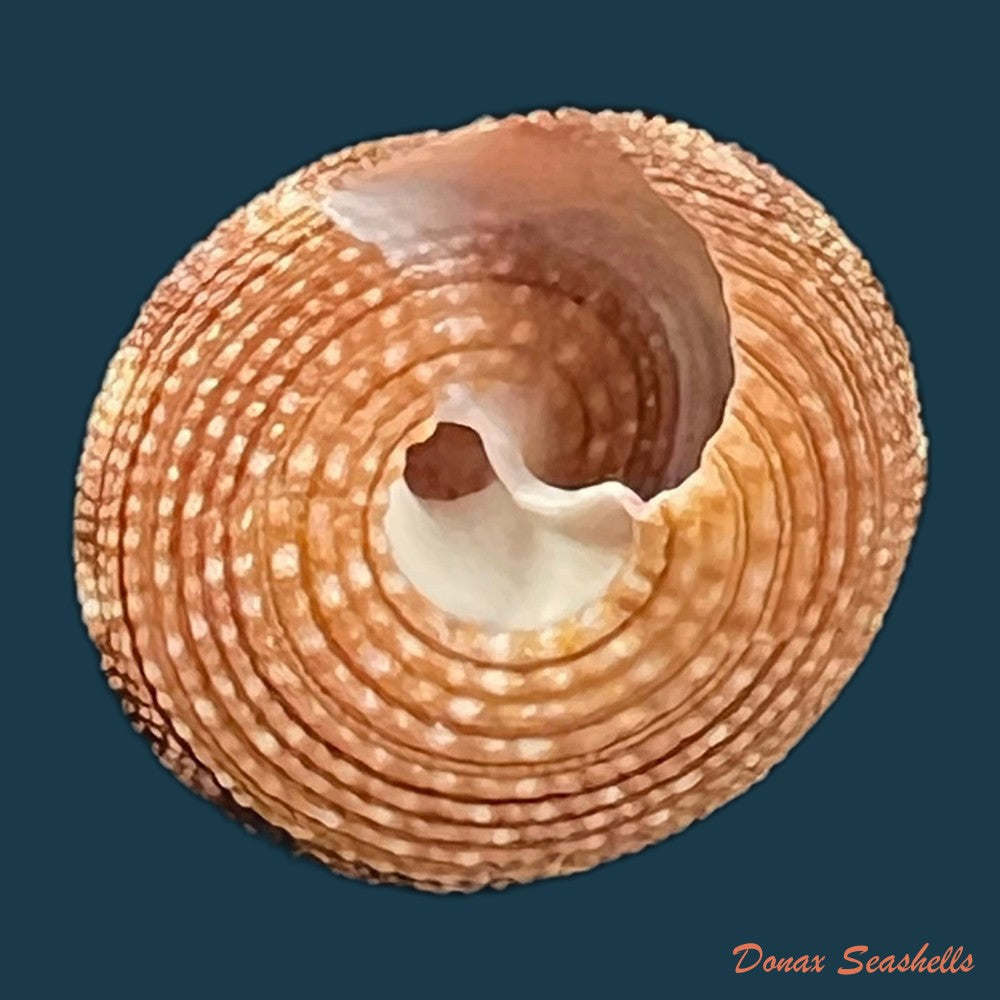 neocalliostoma-militare-ihering-1907-24mm-copia