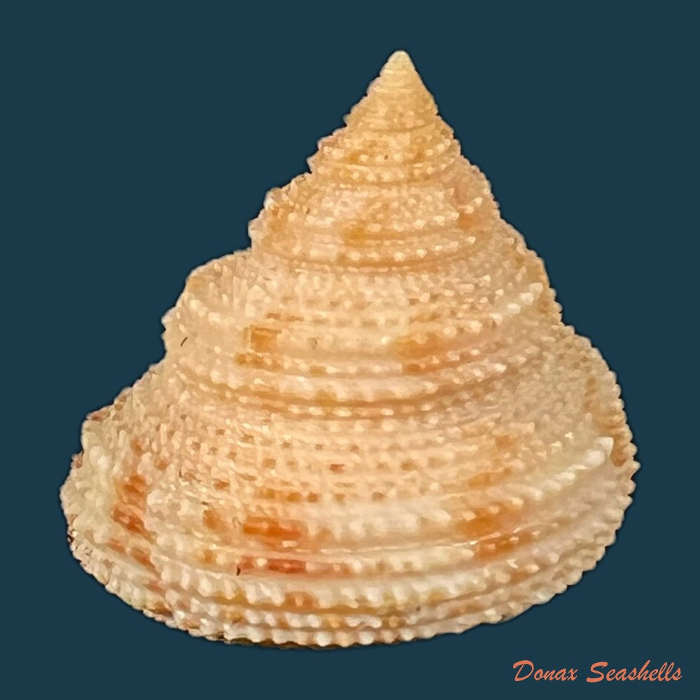 neocalliostoma-militare-ihering-1907-28-2mm-copia