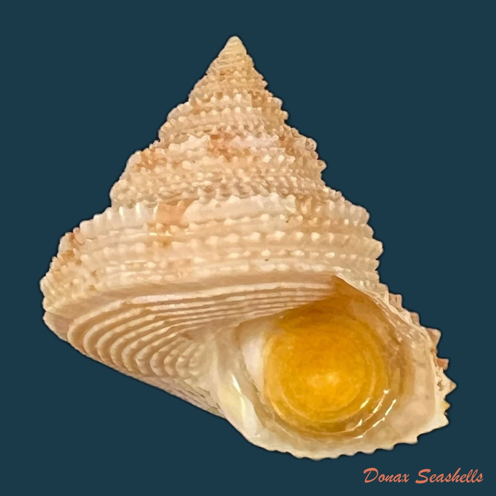 neocalliostoma-militare-ihering-1907-28-2mm-copia