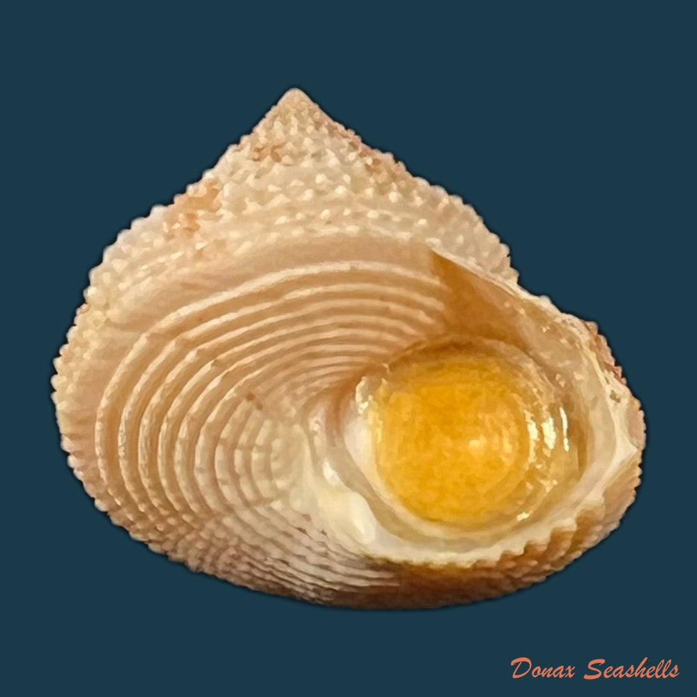 neocalliostoma-militare-ihering-1907-28-2mm-copia