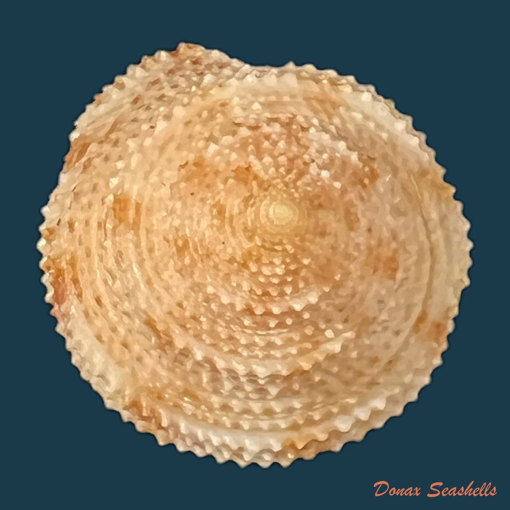 neocalliostoma-militare-ihering-1907-28-2mm-copia