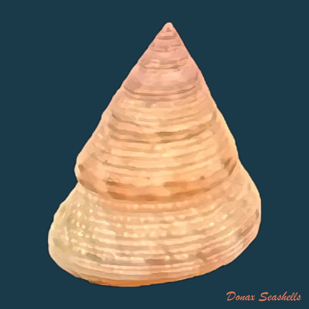 neocalliostoma-militare-ihering-1907-34-8mm-copia