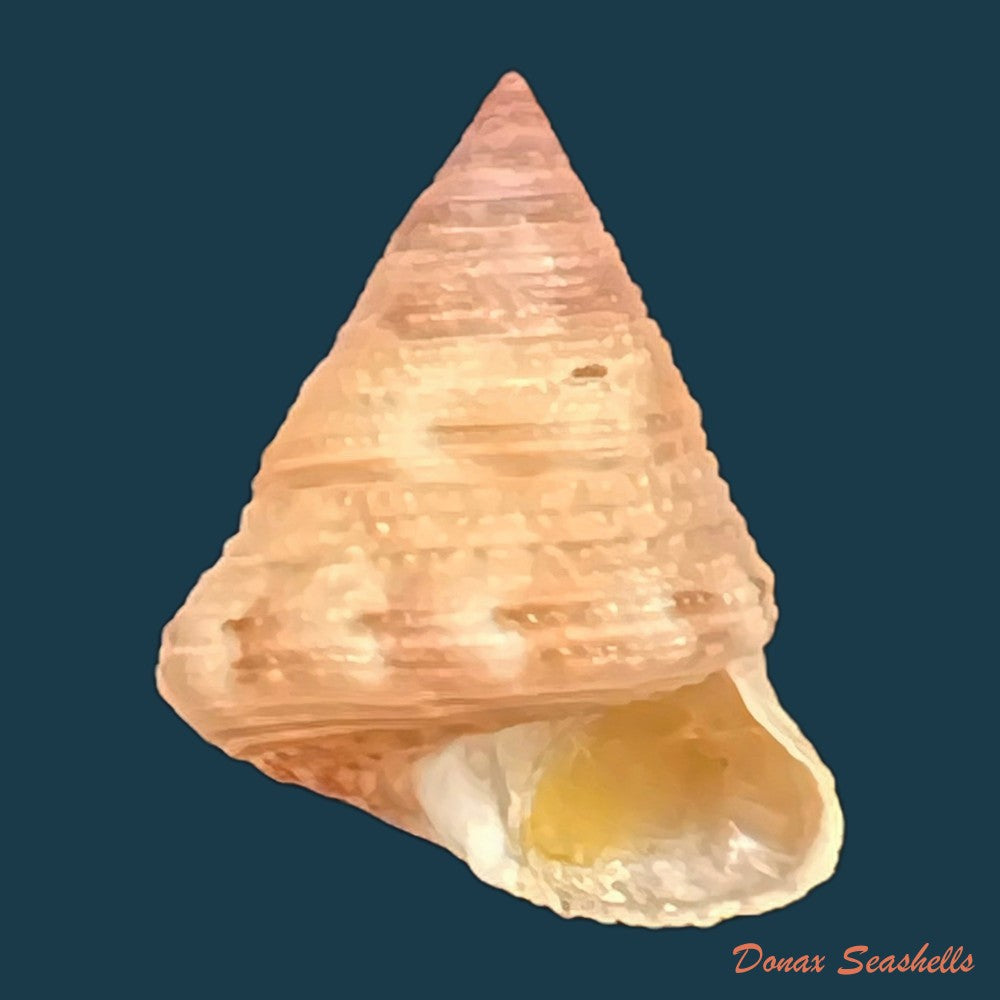 neocalliostoma-militare-ihering-1907-34-8mm-copia