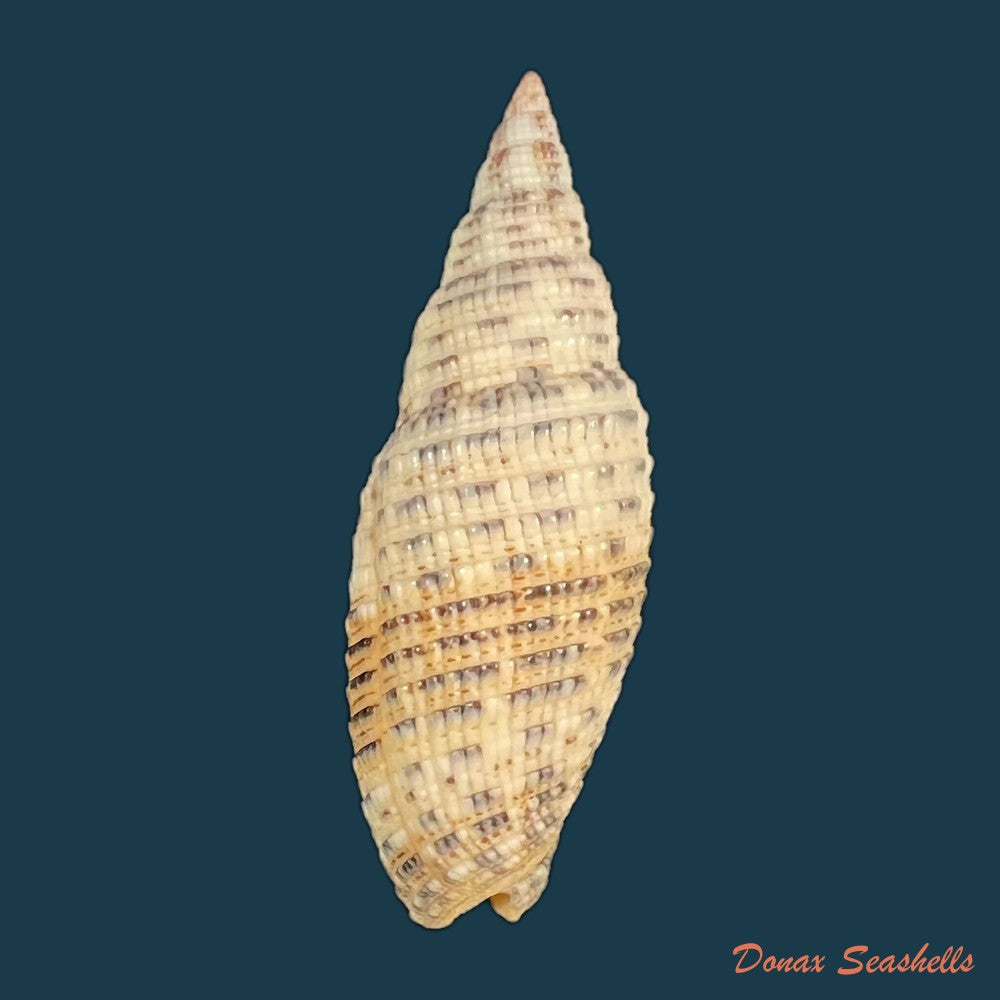 neocancilla-papilio-link-1807-31-1mm-copia